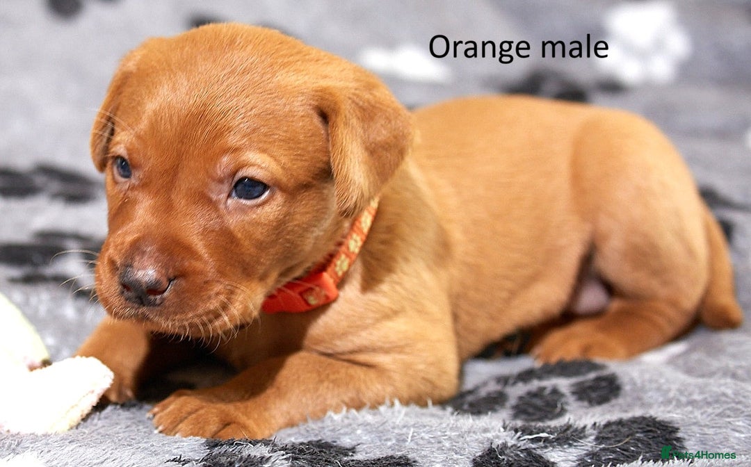 Labrador Retriever dogs for sale: Fox red labrador pups for sale - Image 7