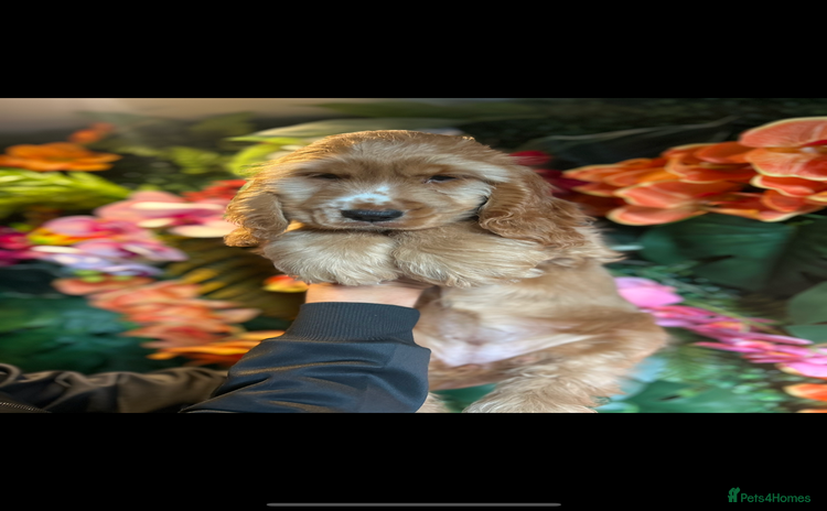 Cocker Spaniel dogs - Advert 15