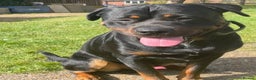 Mixed Breed dogs for sale: Zeus  - Advert 1