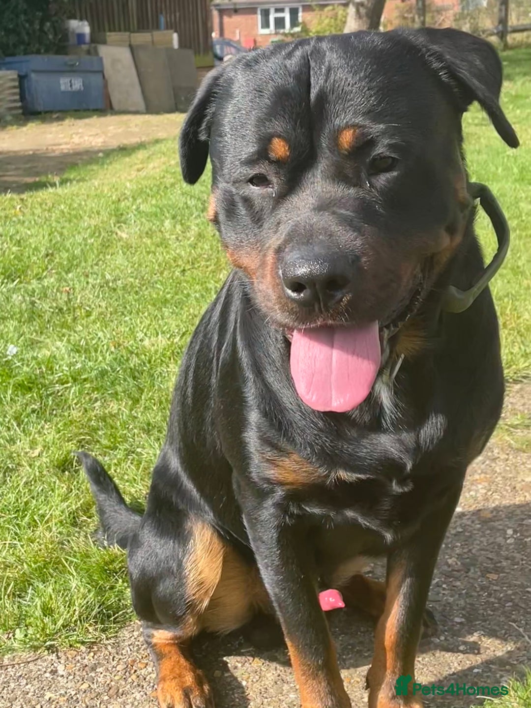 Mixed Breed dogs for sale: Zeus  - Image 1