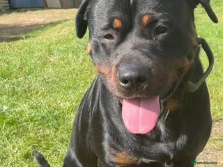 Mixed Breed dogs for sale - Advert 1