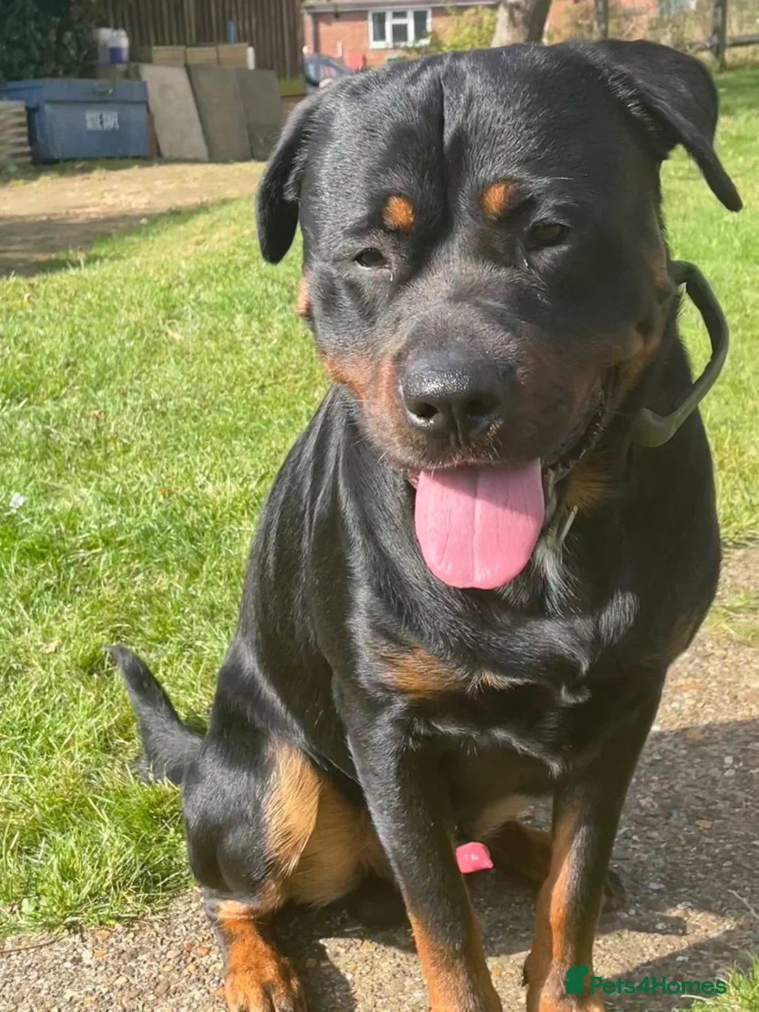 Mixed Breed dogs for sale: Rottweiler- Rehoming due to work commitments  - Advert 1
