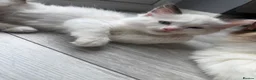 Ragdoll cats for sale: Blue Linx bi colour Ragdoll boy  - Advert 3