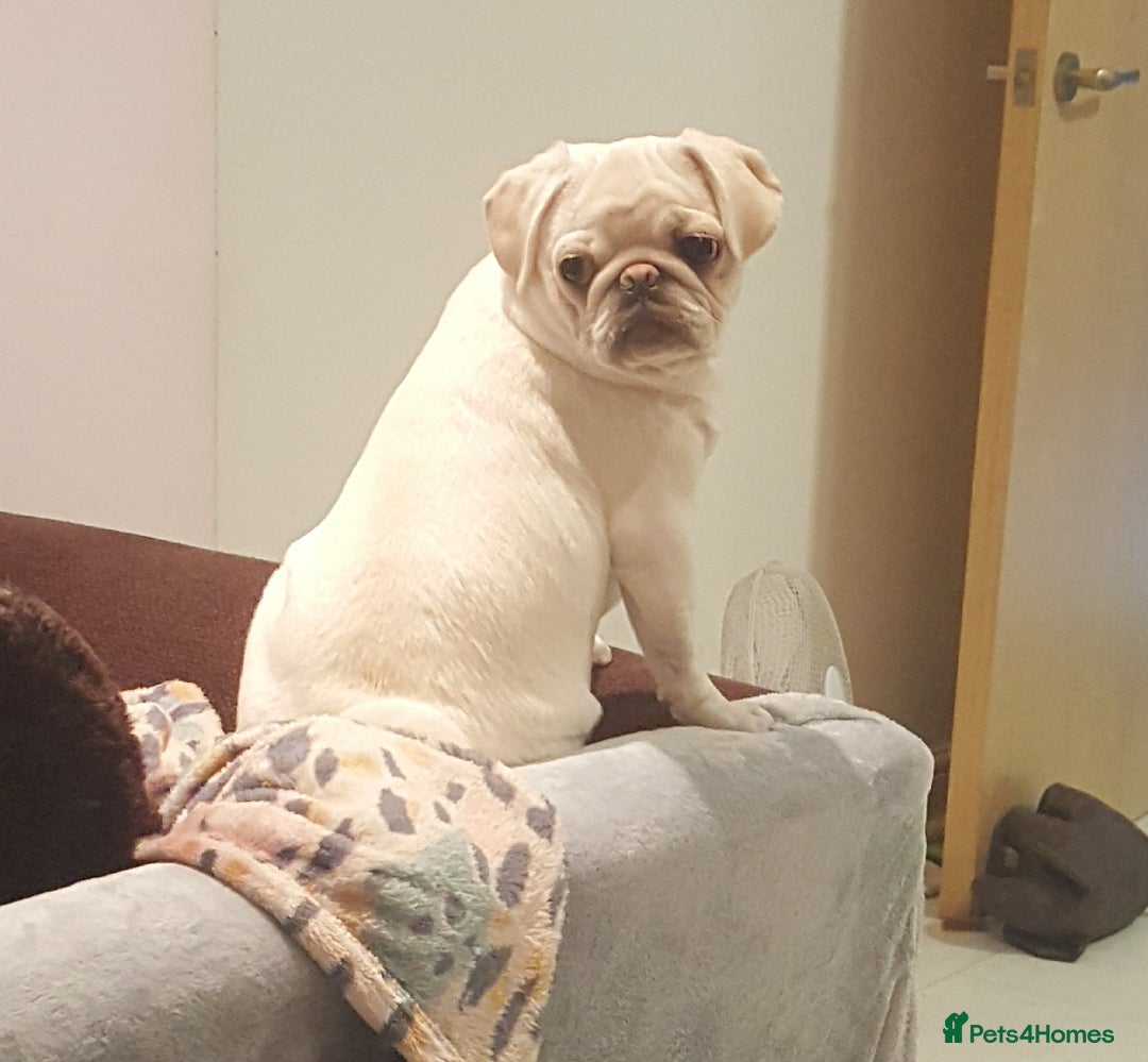 Pug dogs for sale: Champion pedigree kC Female white pug - Image 2