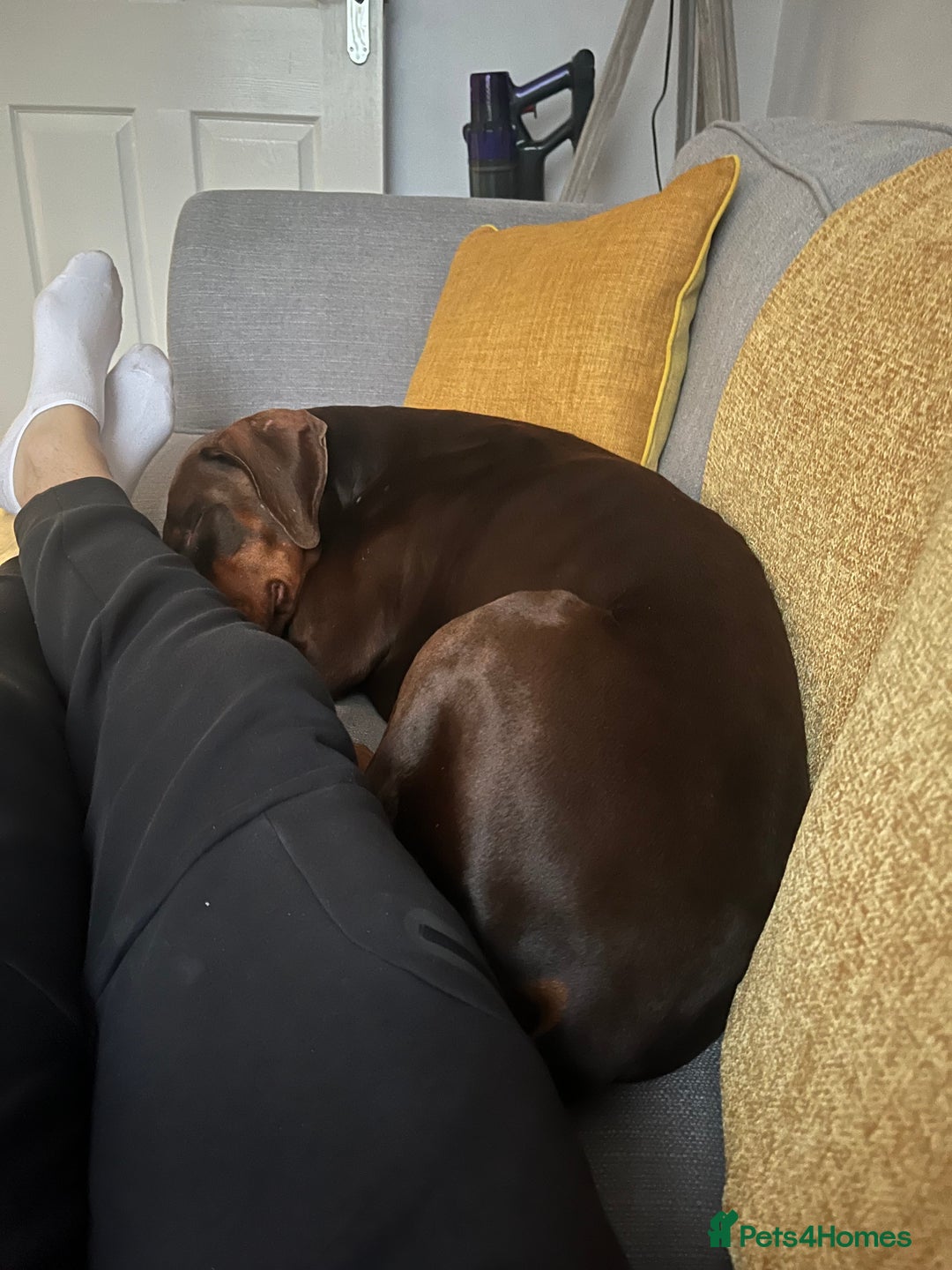 Dobermann dogs for sale: female pure breed chocolate Doberman for sale.  - Image 3