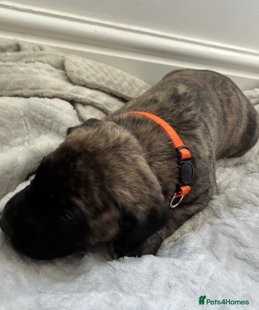 Mixed Breed dogs for sale: Beautiful Presa Mix Pups  - Image 13