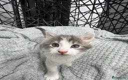British Longhair cats for sale: Gorgeous fluffy kittens looking for forever home - Image 19