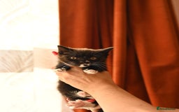 British Longhair cats for sale: 4 British Longhair x Persian Chinchilla Kittens  - Image 13
