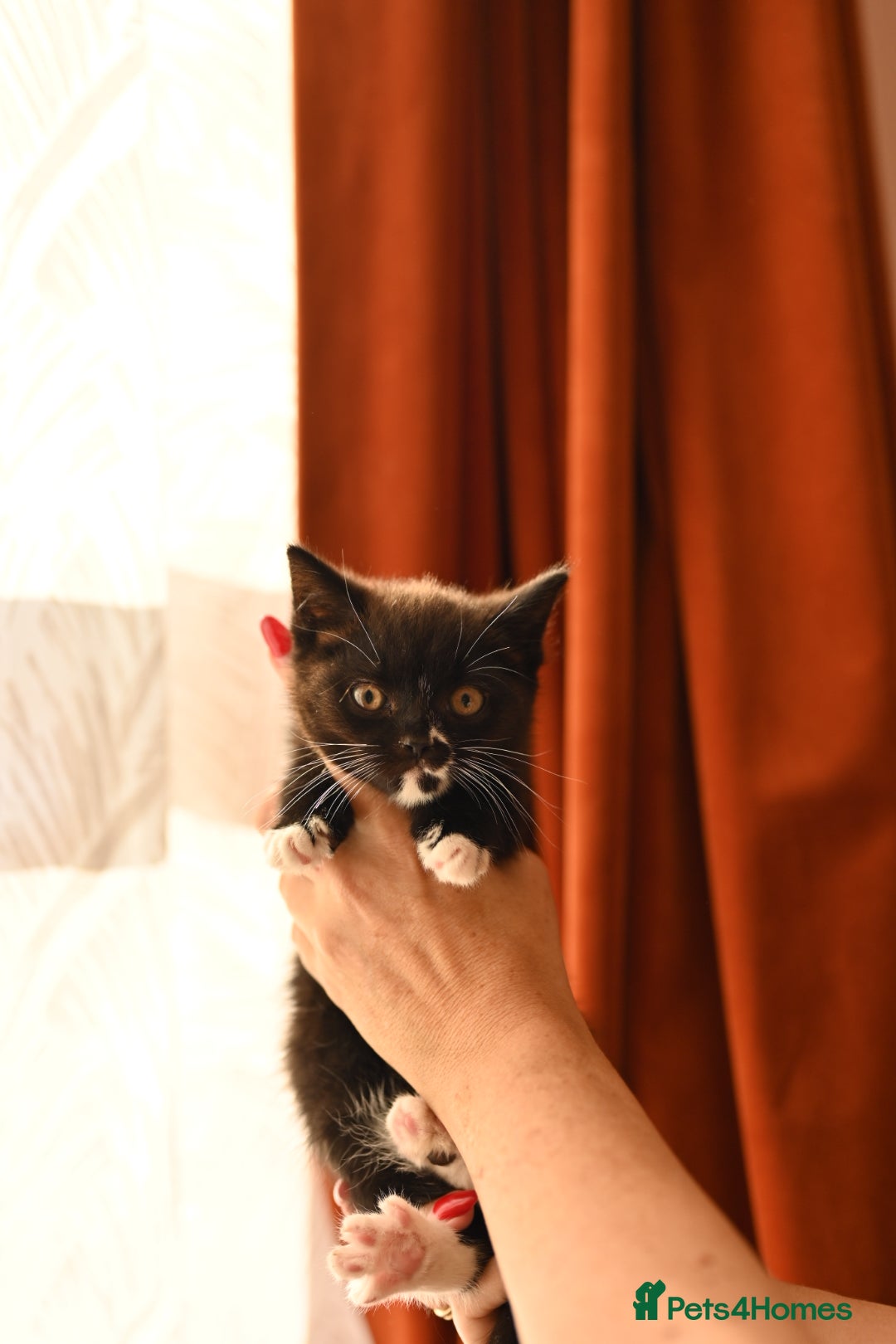 British Longhair cats for sale: 4 British Longhair x Persian Chinchilla Kittens  - Image 13