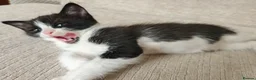 Ragdoll cats for sale: Ragdoll cross kittens - Advert 3