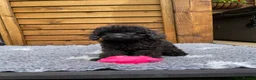Cockapoo dogs for sale: Tiny Toy F1B Cockapoos. FULLY VAX’D! LAST 2 BOYS!! - Advert 33
