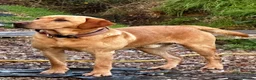 Labrador Retriever dogs for sale: SUPERB, HEALTHY, CHUNKY, FAMILY RAISED LABRADORS  - Advert 23