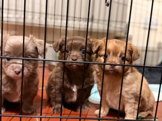 Mixed Breed dogs Fluffy Floppy ear kc chi x mini JRT puppies - Advert 5