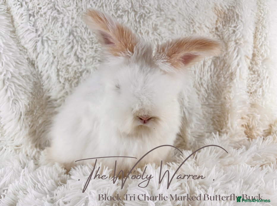 Angora rabbits for sale: Fully Vaccinated Pedigree Angoras - Advert 5