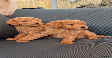 Toy Poodle dogs - Advert 1