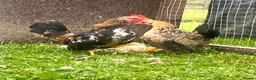 Chickens poultry for sale: High Quality Serama Bantam - Advert 7
