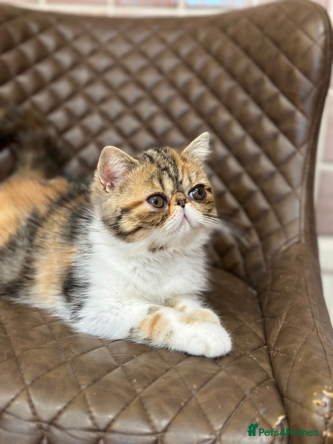 Exotic cats for sale: Beautiful exotic shorthair  - Image 7