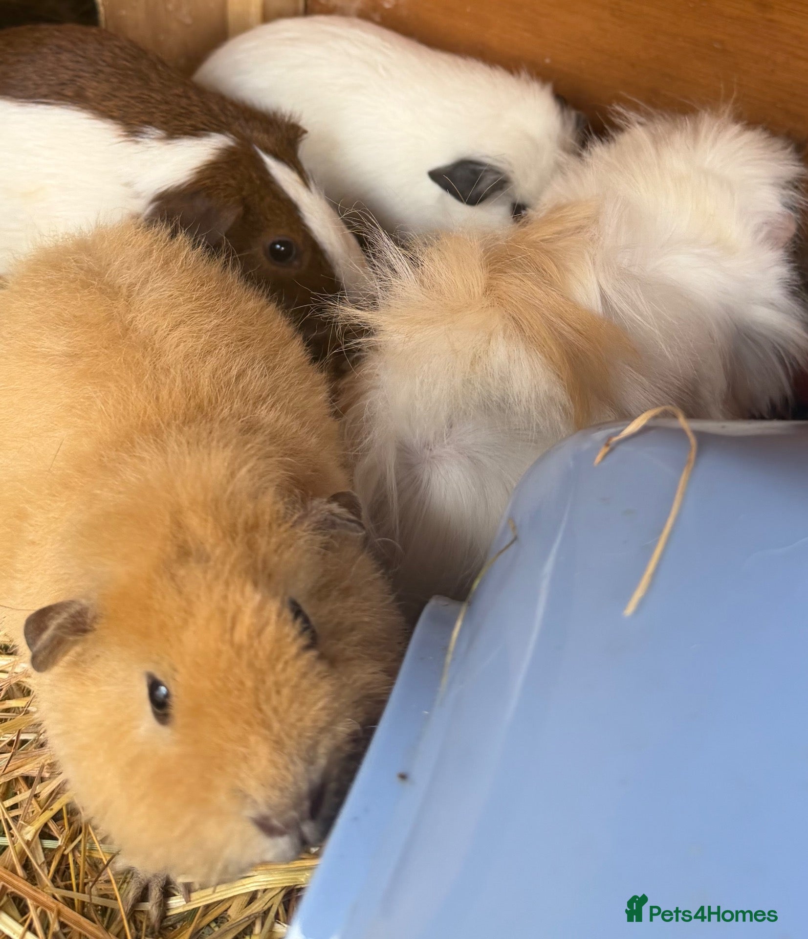 Guinea Pig rodents Female guinea pigs - Advert 1