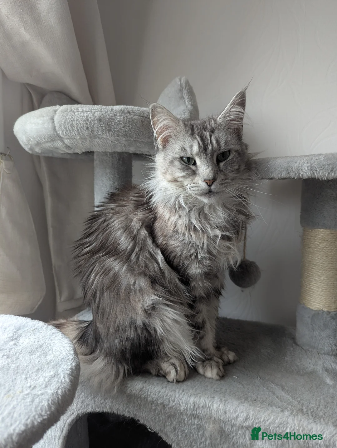 Maine Coon cats for sale: Beautiful Female Maine Coone Cat - Advert 2