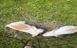 French Lop rabbits for sale: Beautiful and friendly French lop babies - Image 12