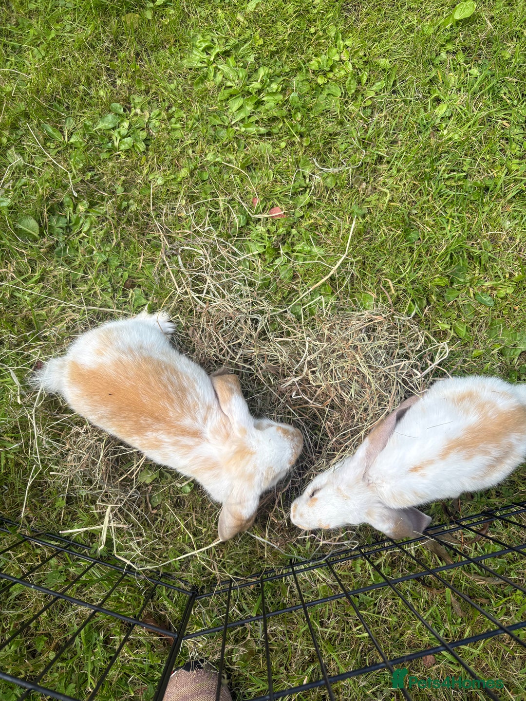 French Lop rabbits for sale: Beautiful and friendly French lop babies - Image 12