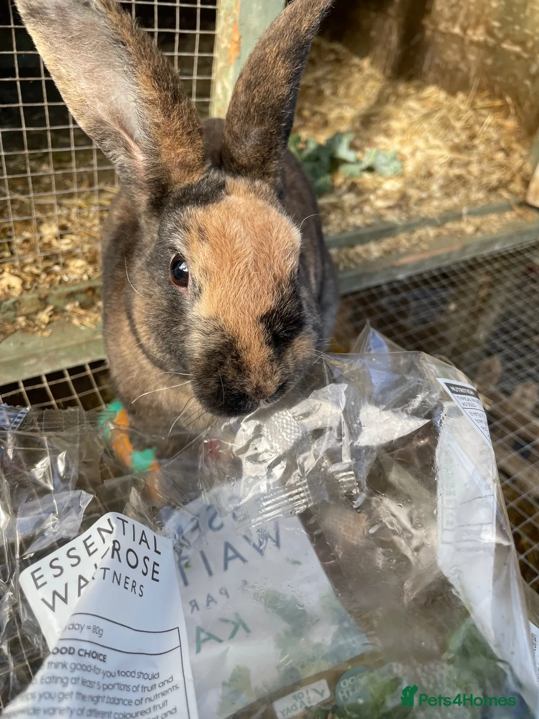 Mixed Breed rabbits for sale: Mixed sex Rex mix babies  - Advert 2