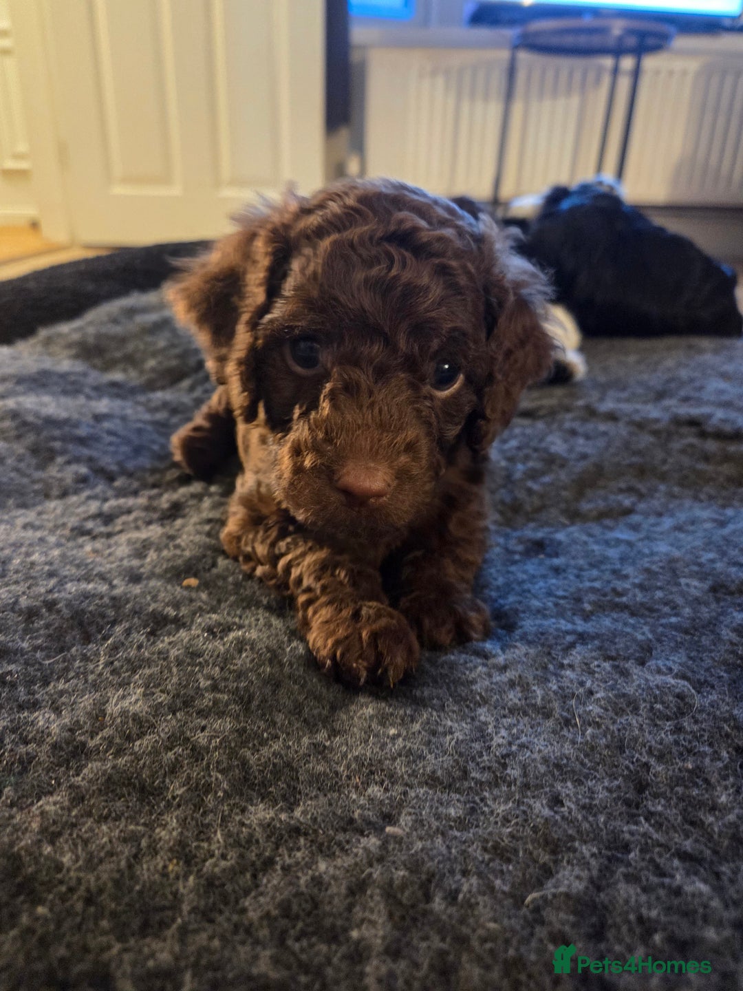 Sproodle dogs for sale: Beautiful litter of F2 Sproodles  - Image 20