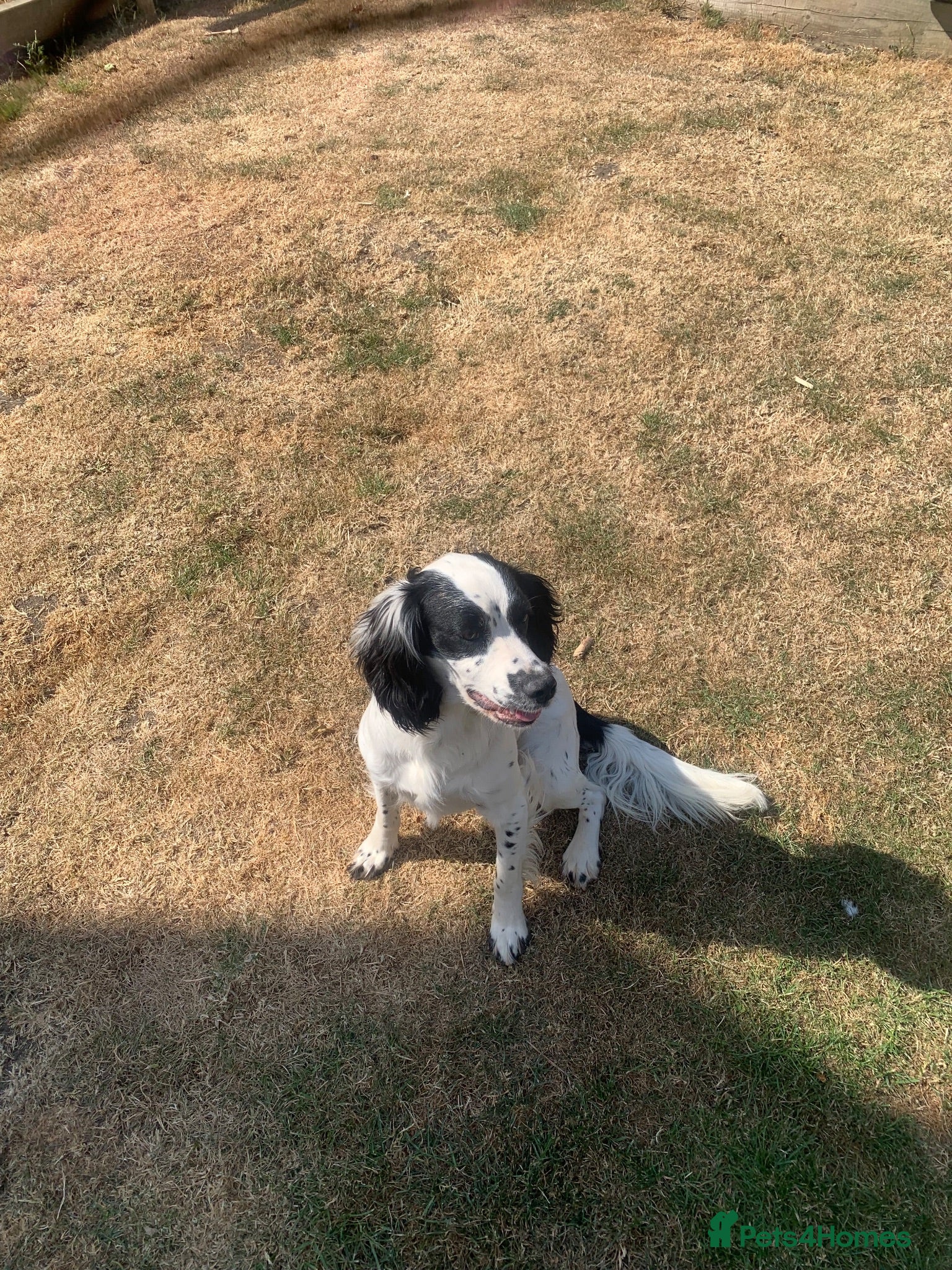 Sprocker dogs Rehome  - Advert 3