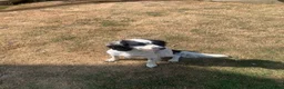 Sprocker dogs for sale: Rehome  in Lincoln - Advert 1