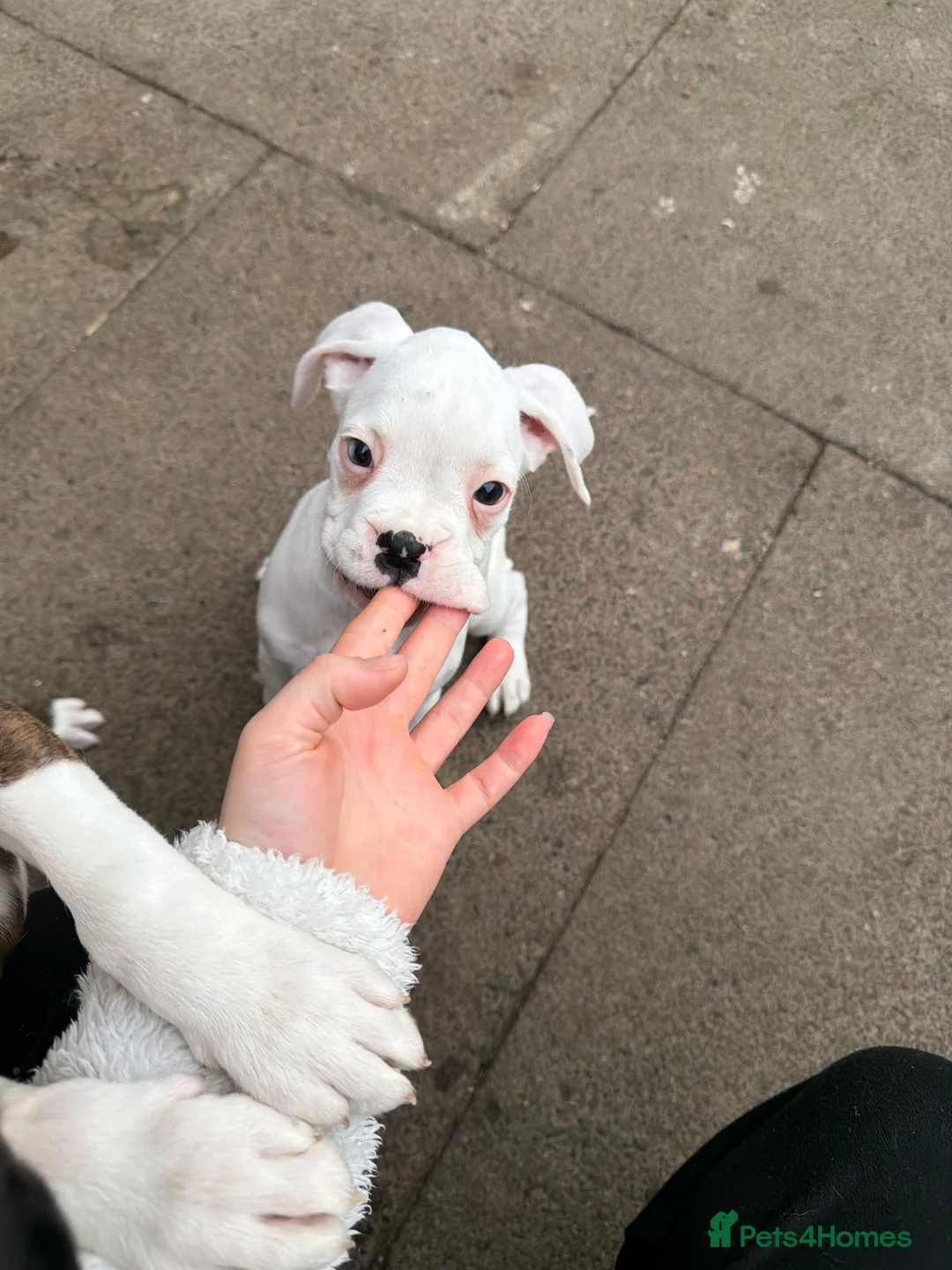 Boxer dogs for sale: Boxer Dog Puppies - Advert 1