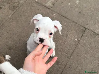 Boxer dogs Boxer Dog Puppies - Advert 2