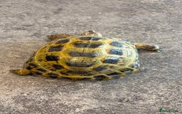 Tortoise reptiles for sale: Horsefield Tortoise, Male, 2y/o + Full Setup - Image 5