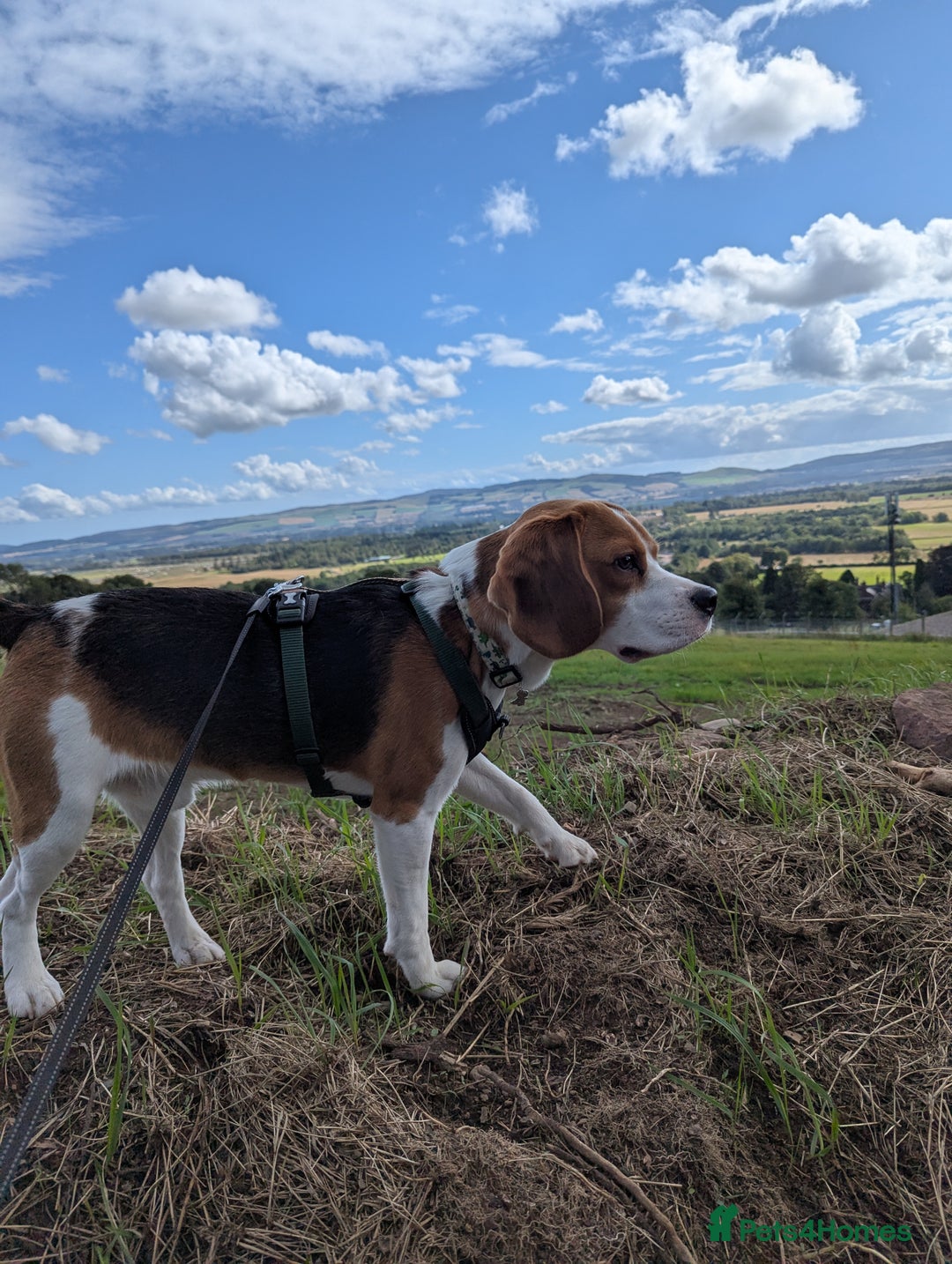 Beagle dogs for stud: KC Registered Beagle for stud - Image 5