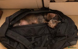 Miniature Dachshund dogs for stud: Looking for wife! Mini Wirehaired Dachshund - Image 28