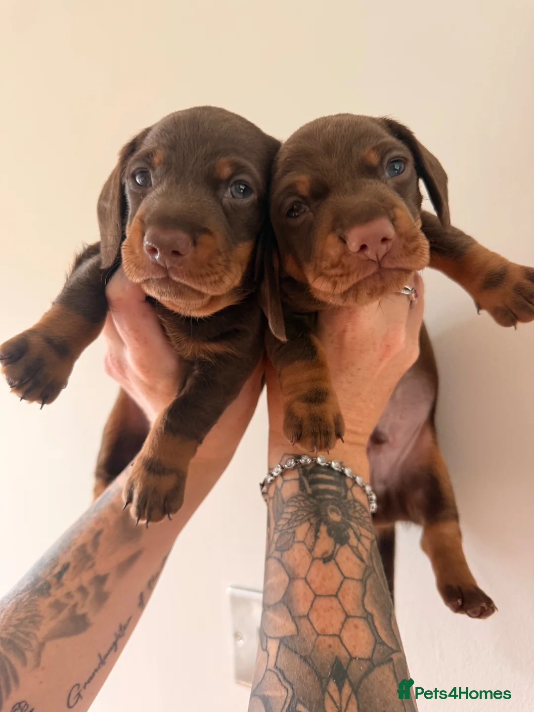 Miniature Dachshund dogs for sale: Miniature Dachshunds  - Advert 2
