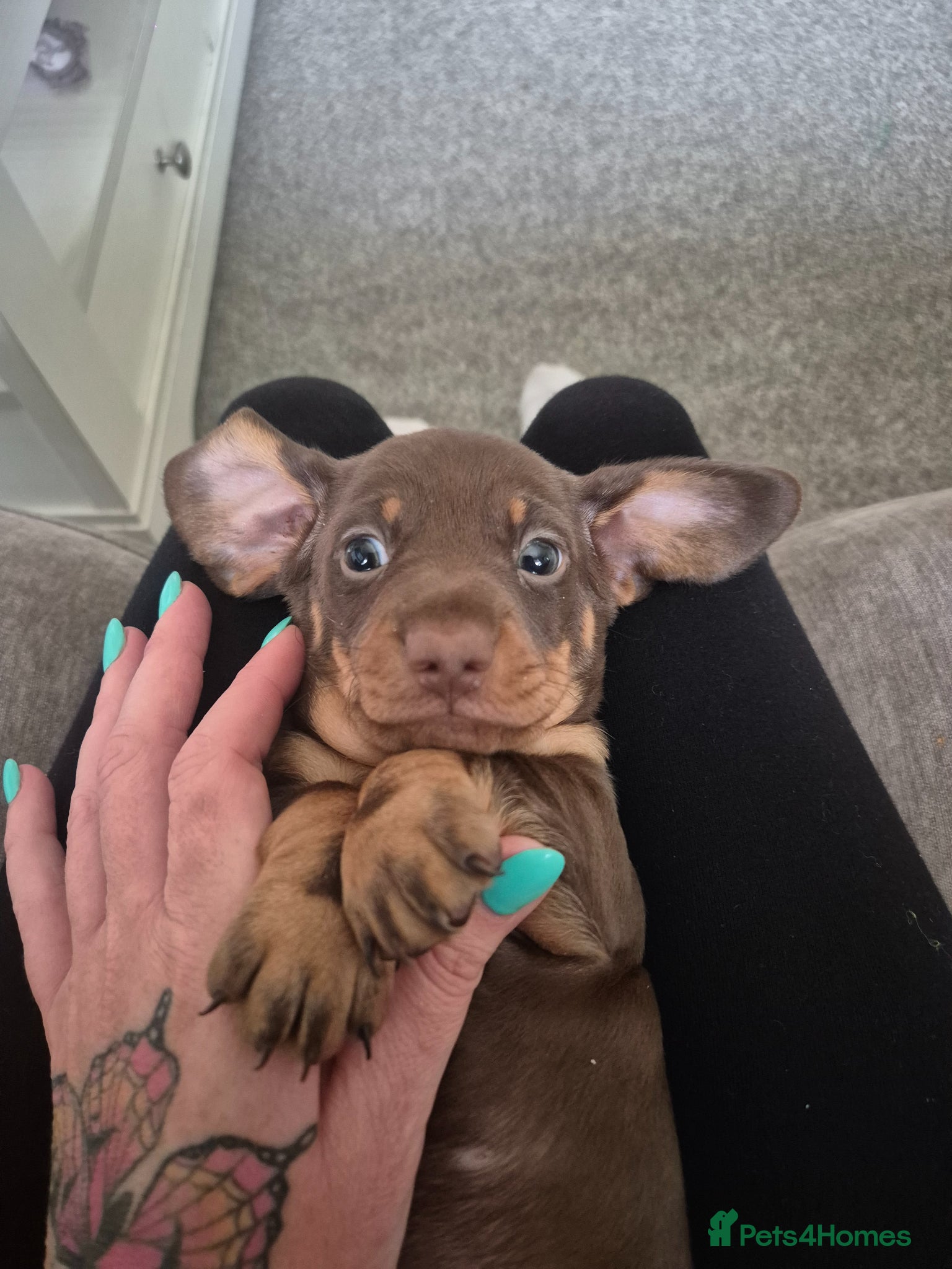 Dachshund dogs Last male miniature left - Advert 6
