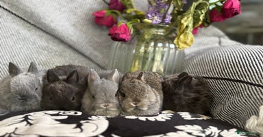 Netherland Dwarf rabbits - Advert 4