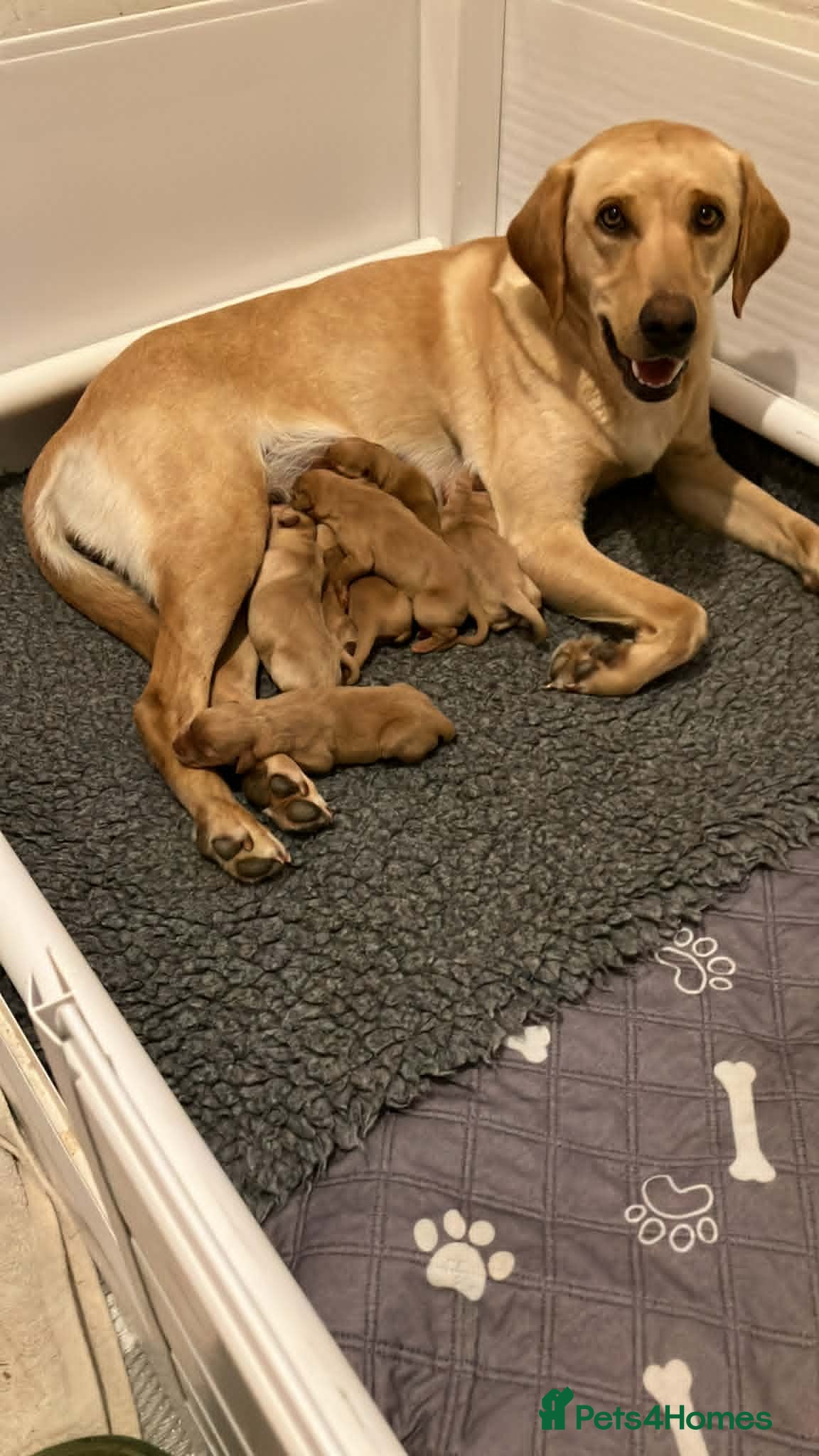 Labrador Retriever dogs Working Labrador Pubs - Advert 17
