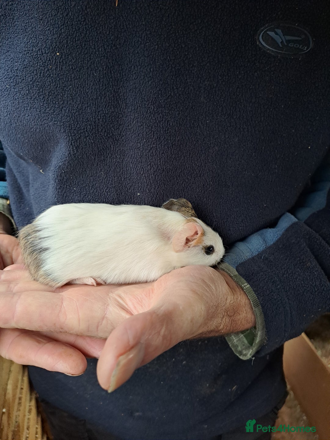 Guinea Pig rodents for sale: Baby guinea pigs for sale  - Advert 8