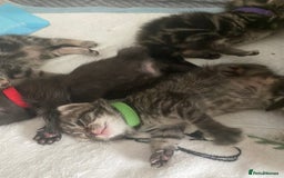 Mixed Breed cats for sale: 2 girl long haired tabby kittens  - Image 18