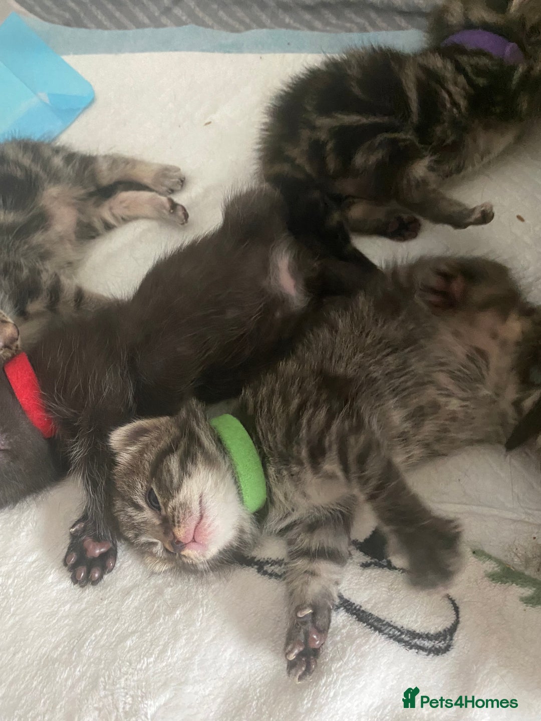 Mixed Breed cats for sale: 2 girl long haired tabby kittens  - Image 18