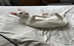 British Shorthair cats for sale: The Loveliest Boy - Image 2