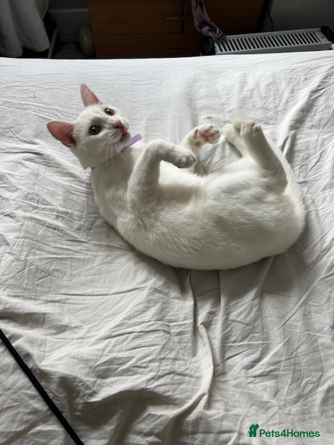 British Shorthair cats for sale: The Loveliest Boy - Image 2