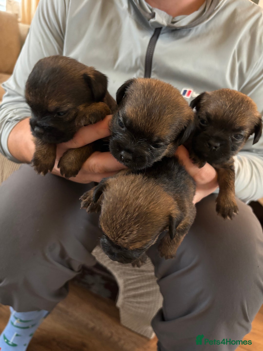 Border Terrier dogs for sale: Border terrier pups - Image 3