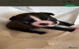 Boston Terrier dogs for sale:  🩷OUR LAST GORGEOUS K.C. BOSTON TERRIER PUPPIES - Image 33