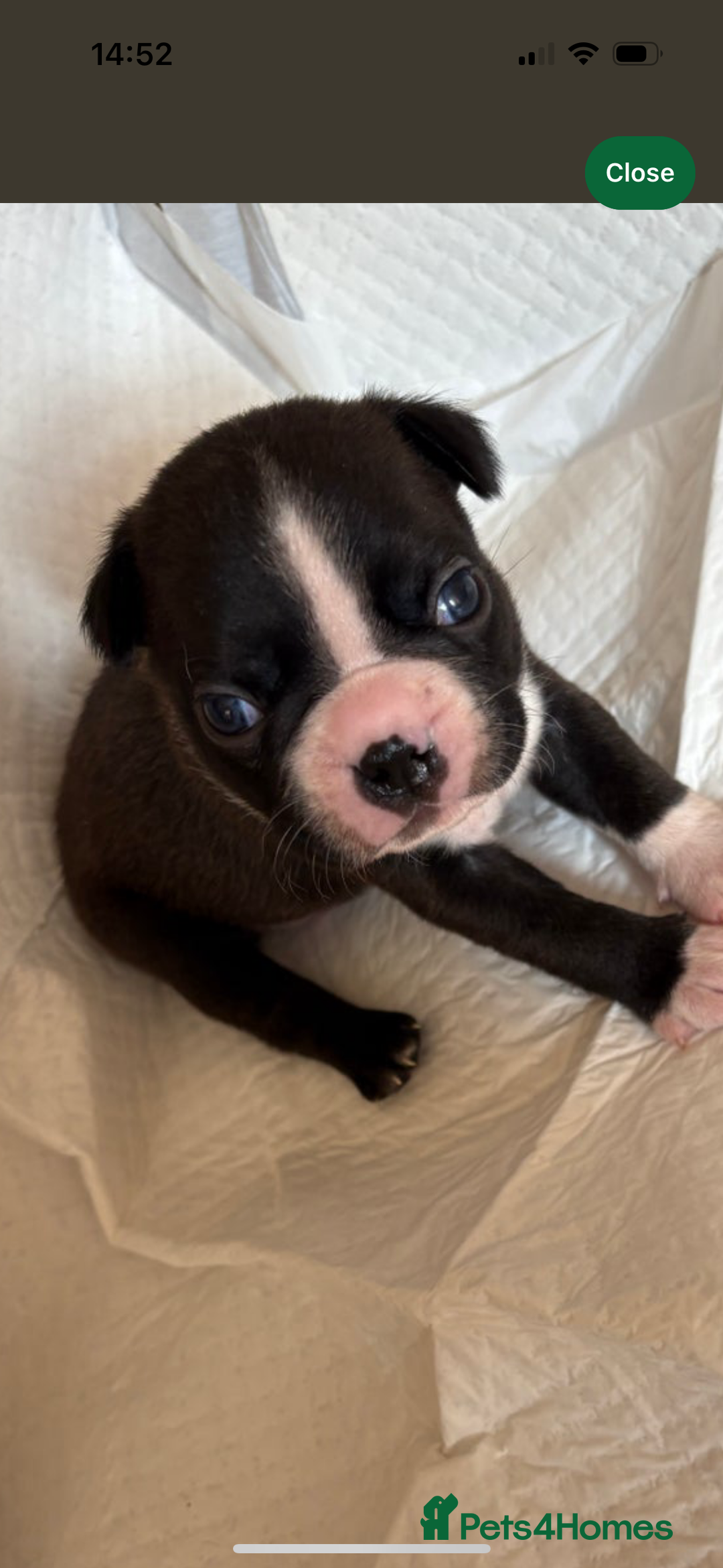 Boston Terrier dogs for sale:  🩷OUR LAST GORGEOUS K.C. BOSTON TERRIER PUPPIES - Image 33