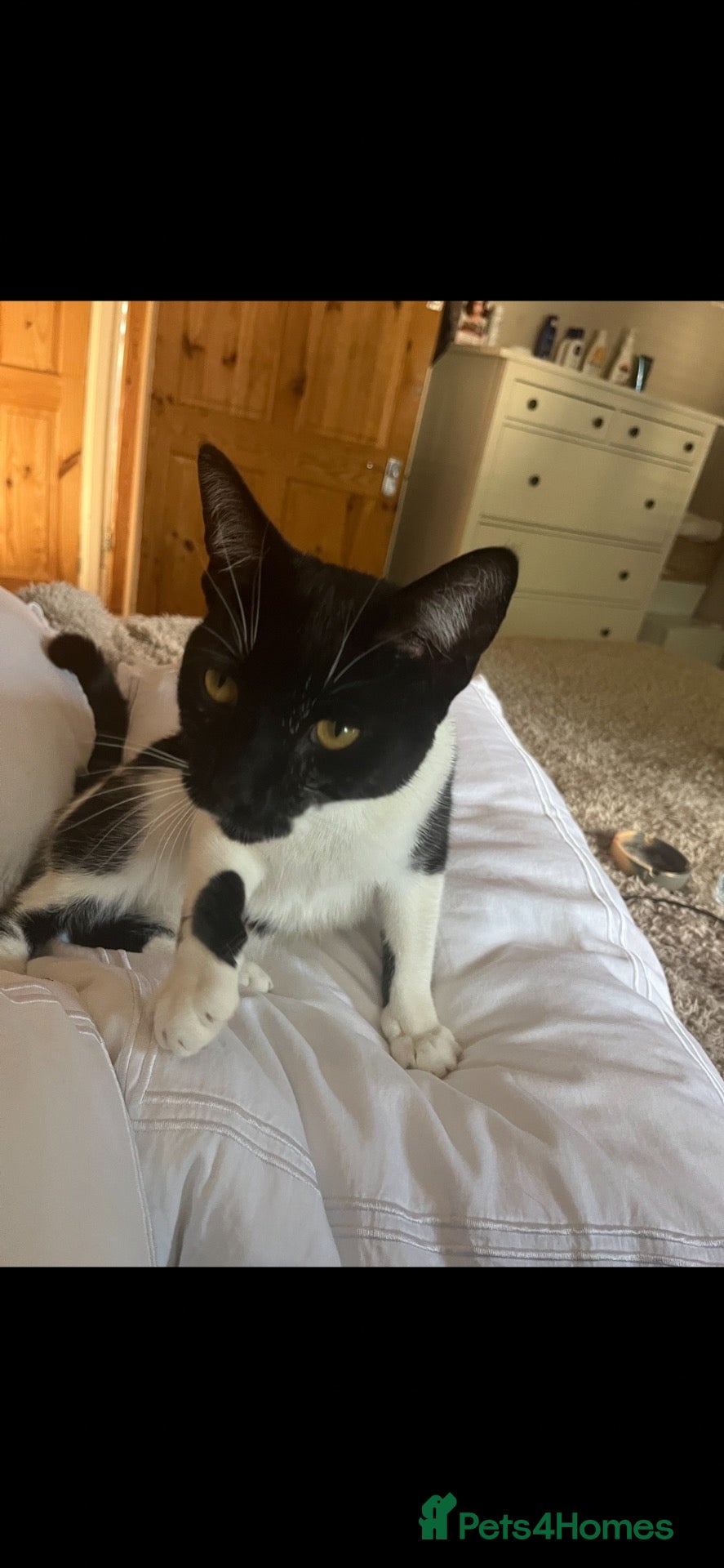 British Shorthair cats for sale: Lovely caring cat - Advert 5