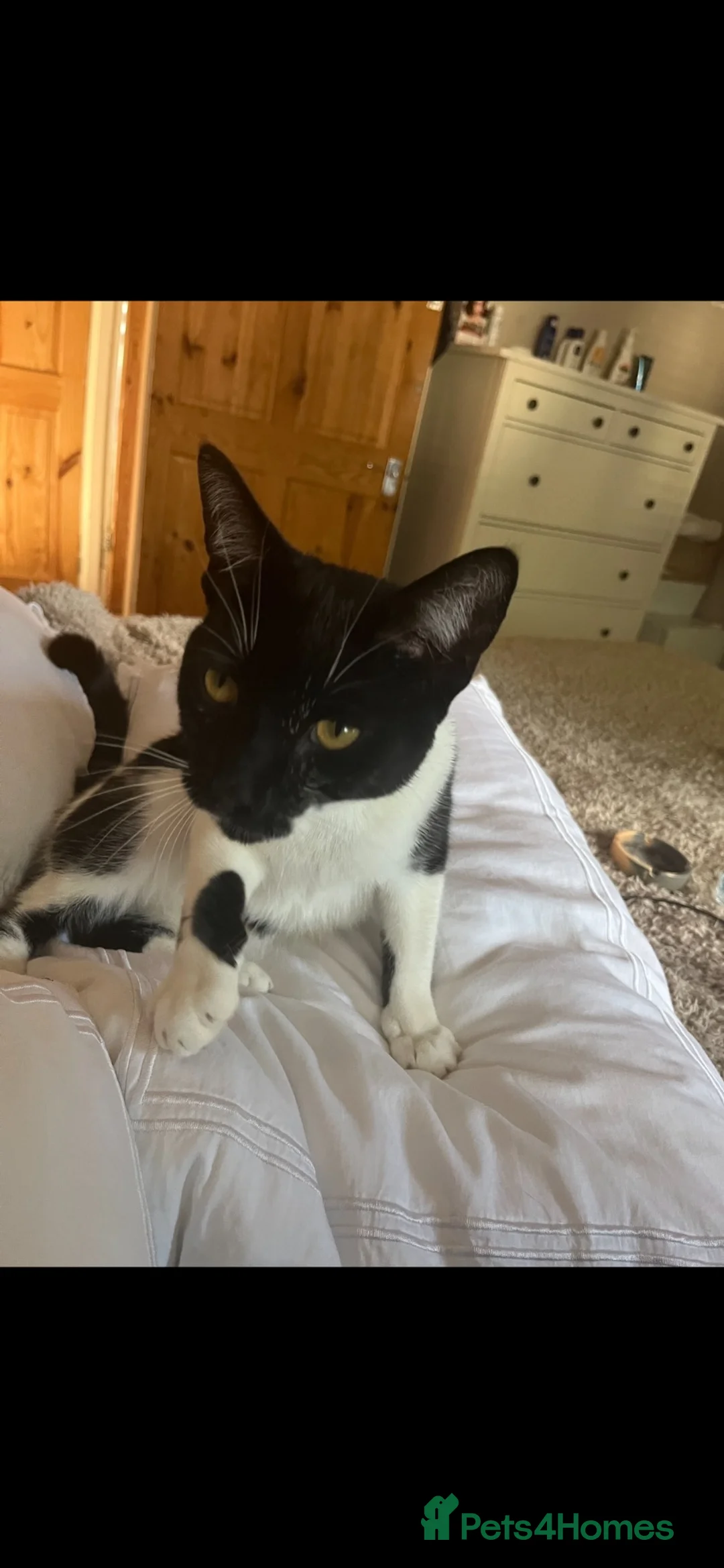 British Shorthair cats for sale: Lovely caring cat - Advert 1