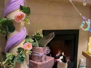 Domestic Shorthair cats 2 kittens - Advert 13