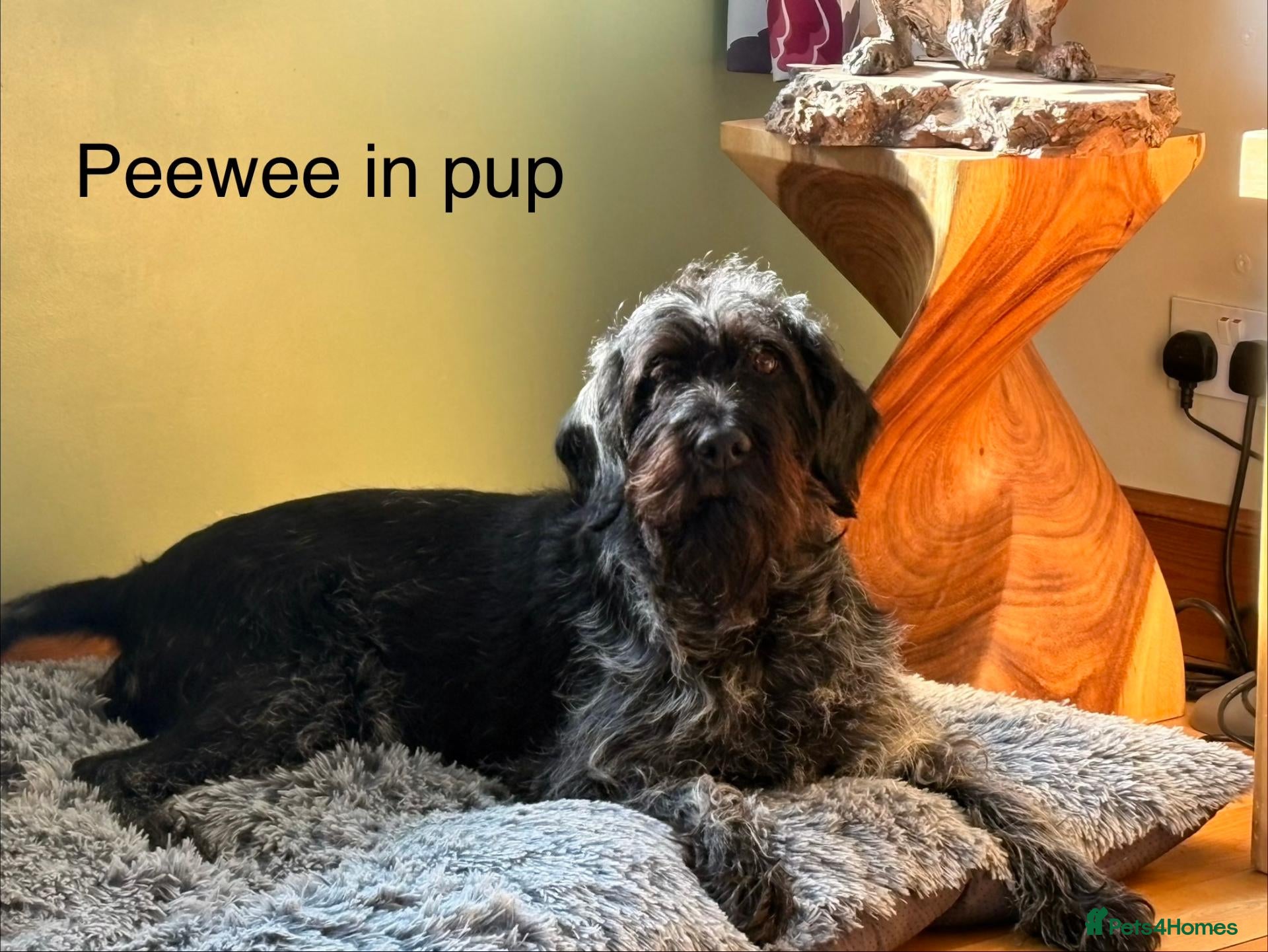 German Wirehaired Pointer dogs Forthcoming Litter of German Wirehaired Pointers - Advert 1
